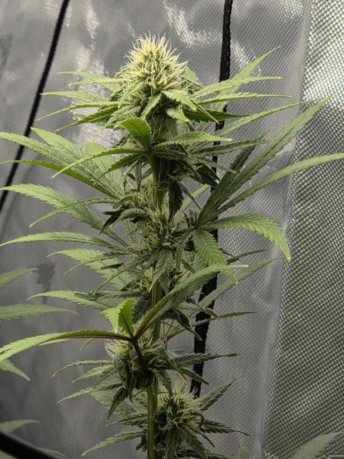 RQS Cosmic Cheddar. Week 10 - Its already frosting up pretty nice. Look forward to see what kind of resin it p