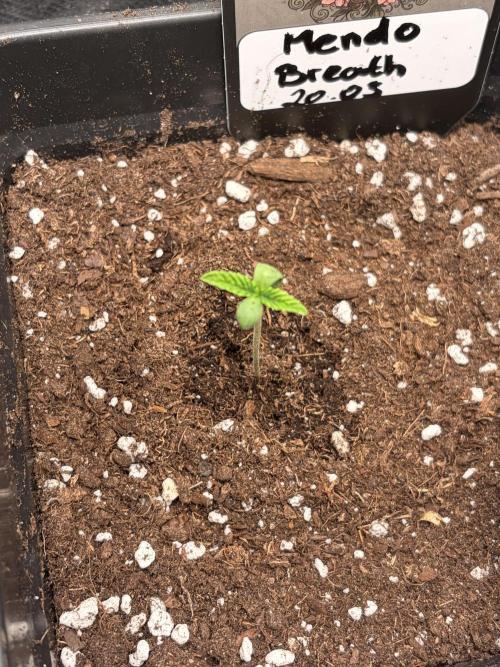 Frühjahrsrun 26. Week 1 - Mendo Breath