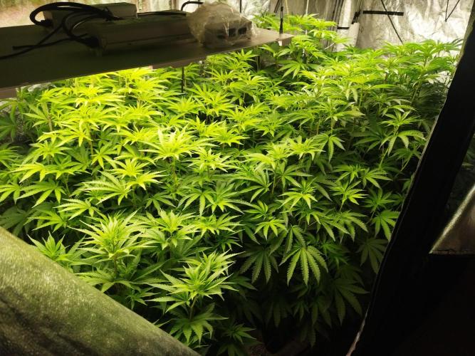 Fritter. Week 6