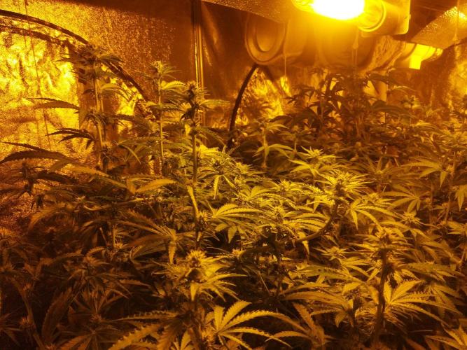 Fritter. Week 7