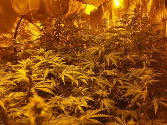 Fritter. Week 7