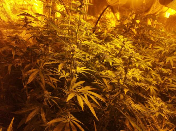 Fritter. Week 7