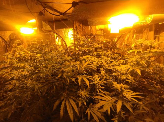 Fritter. Week 7