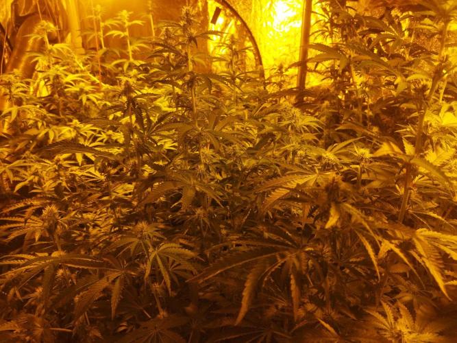 Fritter. Week 7