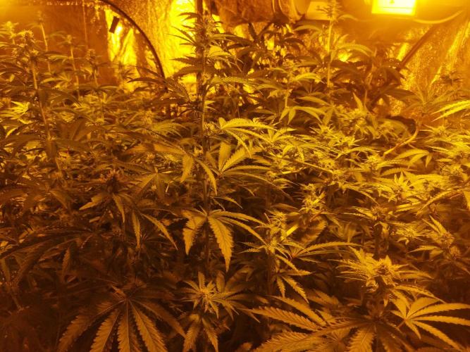 Fritter. Week 7