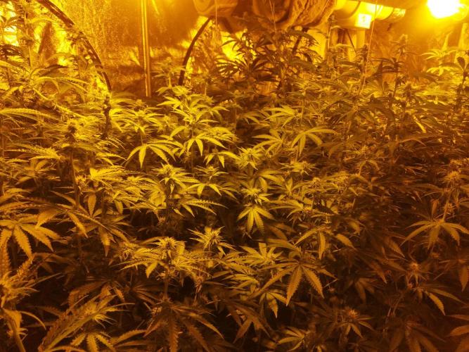 Fritter. Week 7