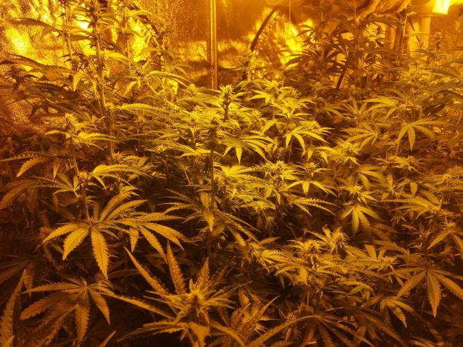 Fritter. Week 7