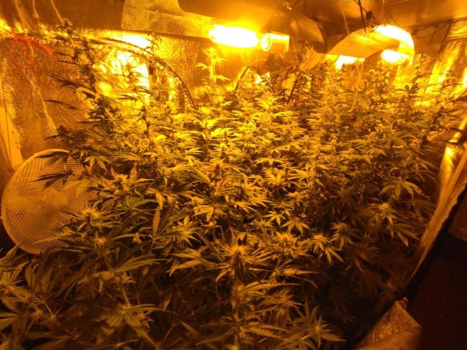 Fritter. Week 8