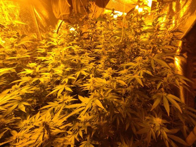 Fritter. Week 8
