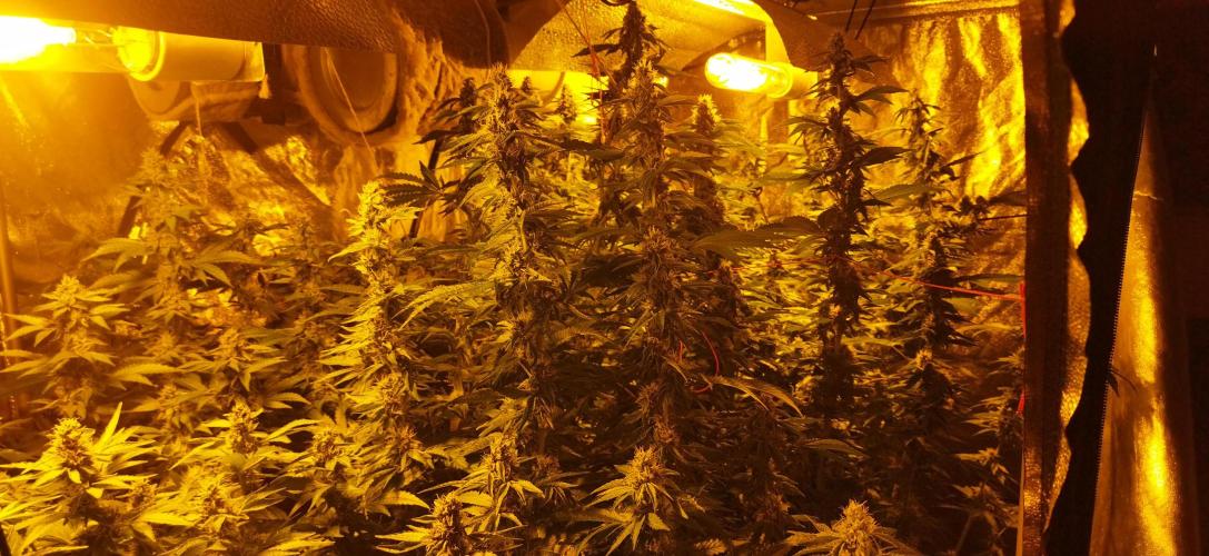Fritter. Week 9