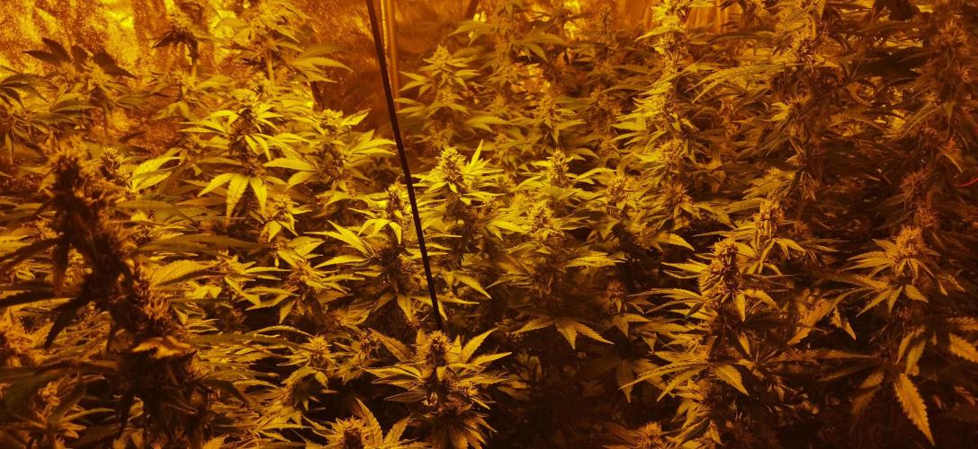 Fritter. Week 9