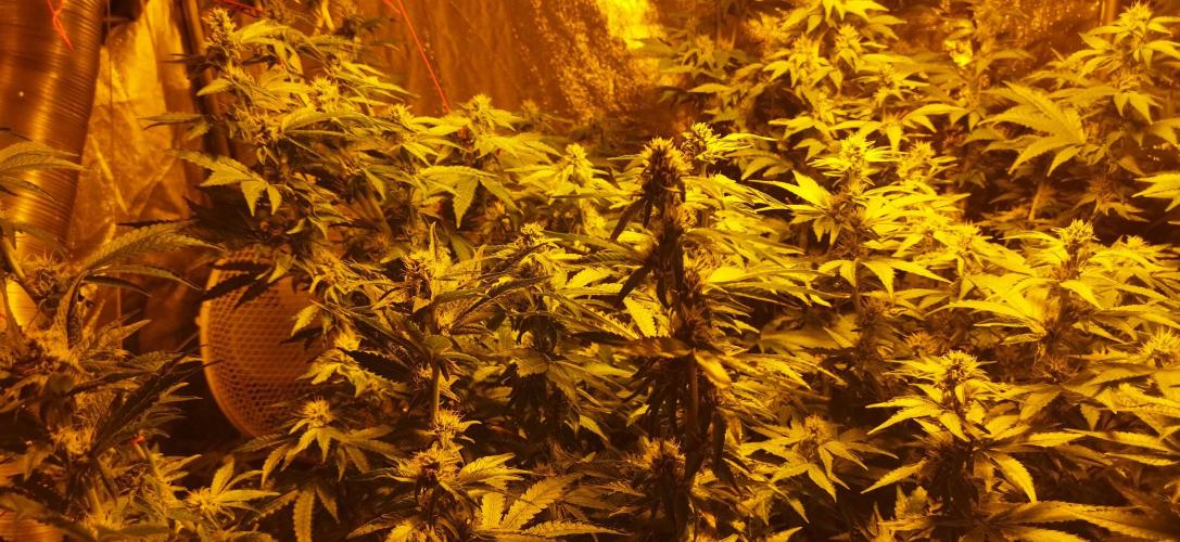 Fritter. Week 9