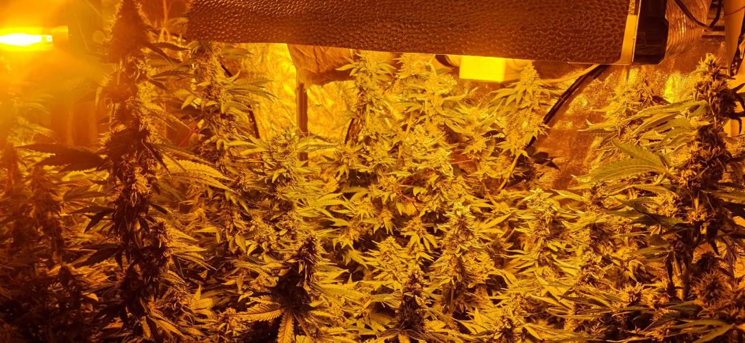 Fritter. Week 10
