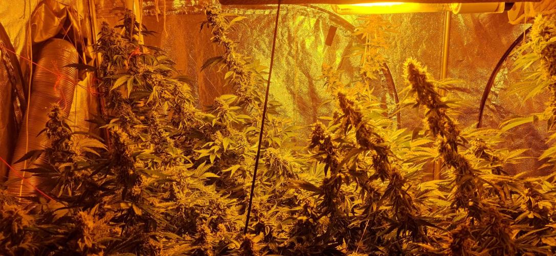 Fritter. Week 10