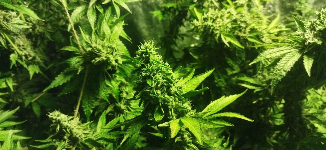 Fritter. Week 12