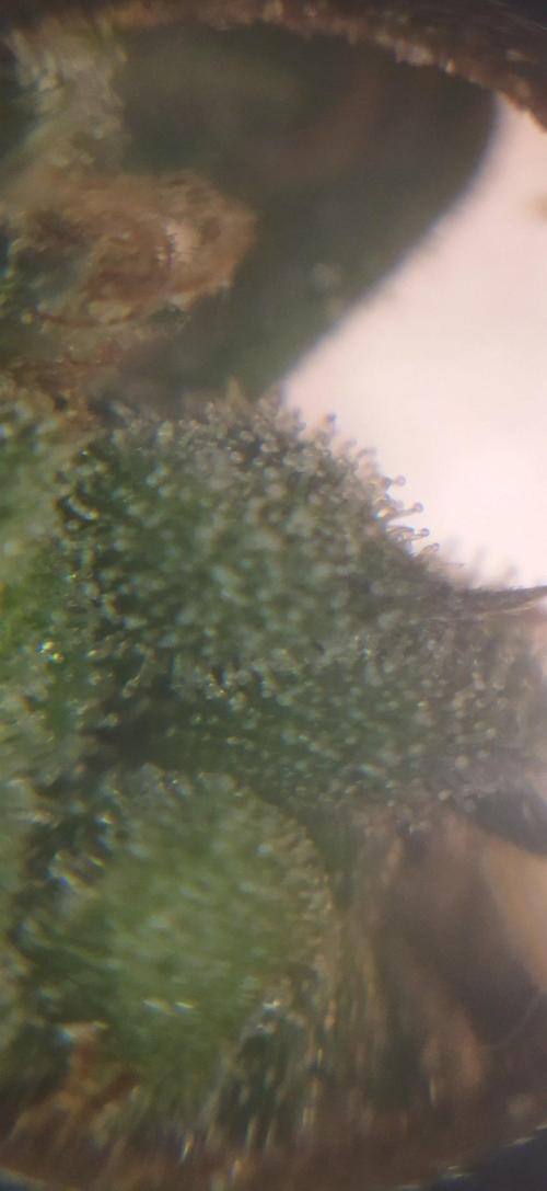 Fritter. Week 13