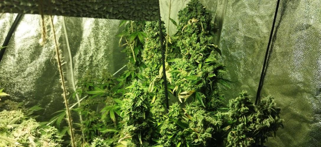 Fritter. Week 14