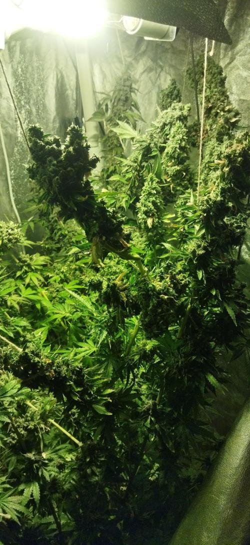 Fritter. Week 15