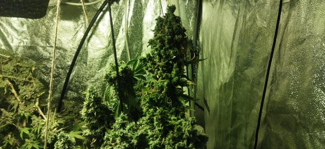 Fritter. Week 15