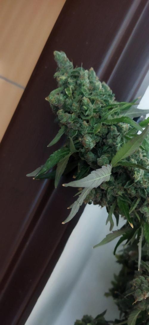 Fritter. Week 16