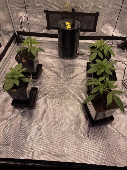 1. pokus - Legendary OG punch a spol. Week 2
