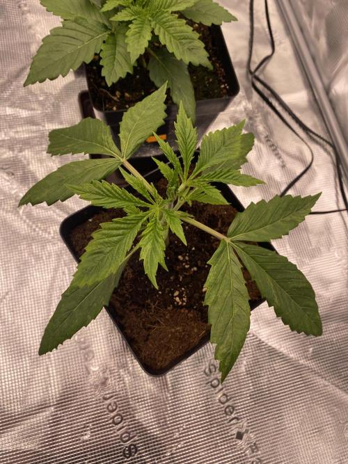 1. pokus - Legendary OG punch a spol. Week 2