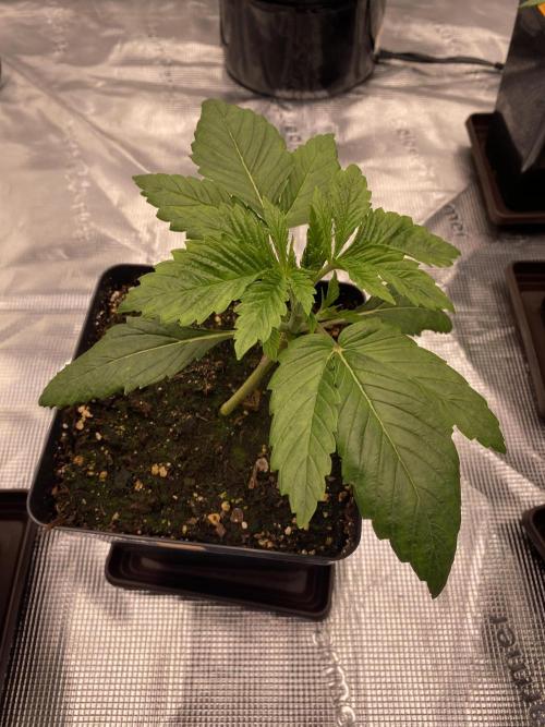 1. pokus - Legendary OG punch a spol. Week 2