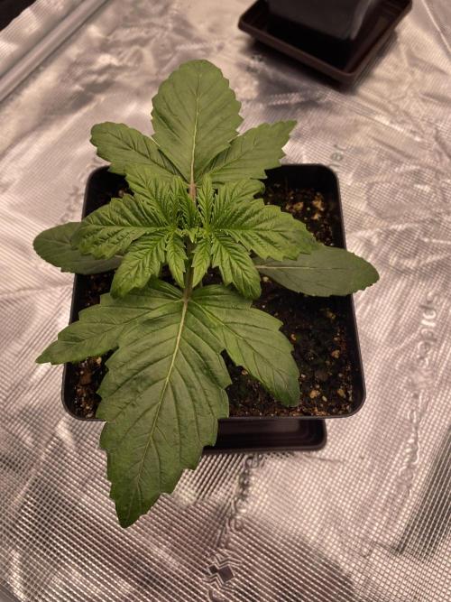 1. pokus - Legendary OG punch a spol. Week 2