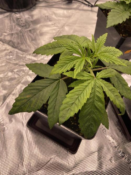 1. pokus - Legendary OG punch a spol. Week 2