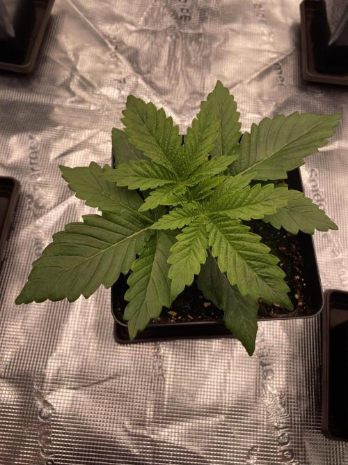 1. pokus - Legendary OG punch a spol. Week 2