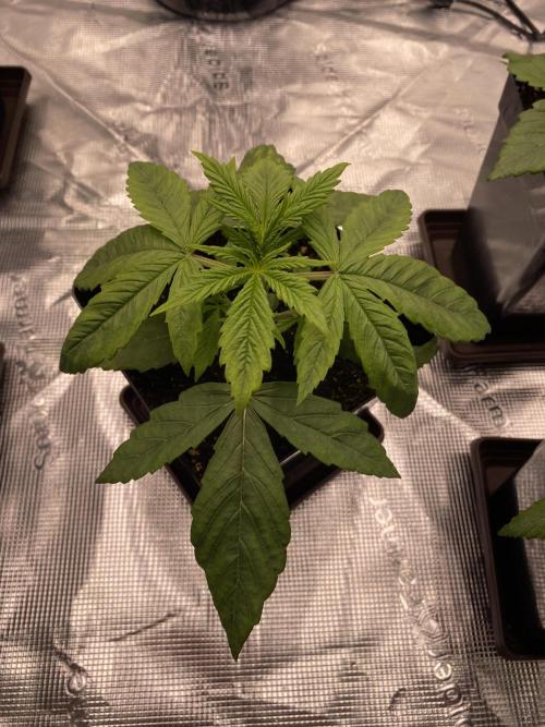 1. pokus - Legendary OG punch a spol. Week 2
