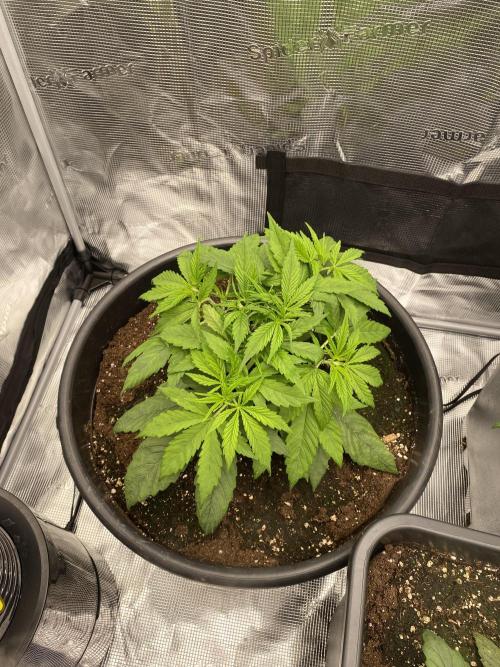1. pokus - Legendary OG punch a spol. Week 3