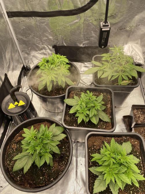 1. pokus - Legendary OG punch a spol. Week 3