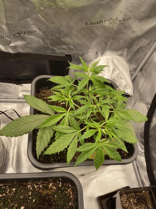 1. pokus - Legendary OG punch a spol. Week 3