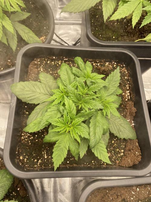 1. pokus - Legendary OG punch a spol. Week 3