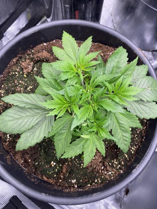 1. pokus - Legendary OG punch a spol. Week 3