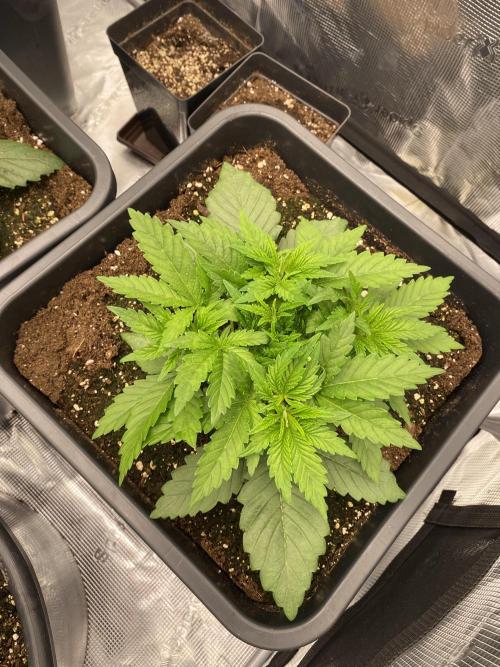 1. pokus - Legendary OG punch a spol. Week 3