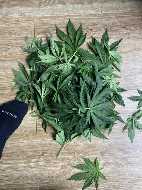1. pokus - Legendary OG punch a spol. Week 4