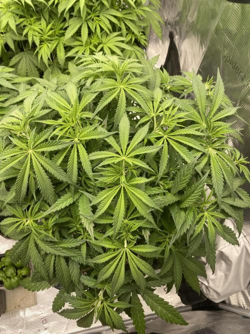 1. pokus - Legendary OG punch a spol. Week 5