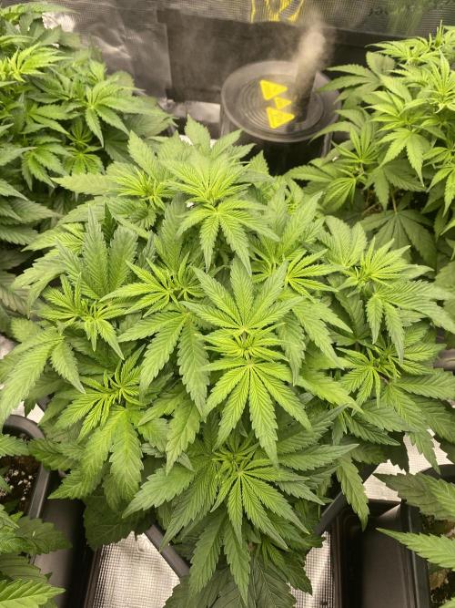 1. pokus - Legendary OG punch a spol. Week 5