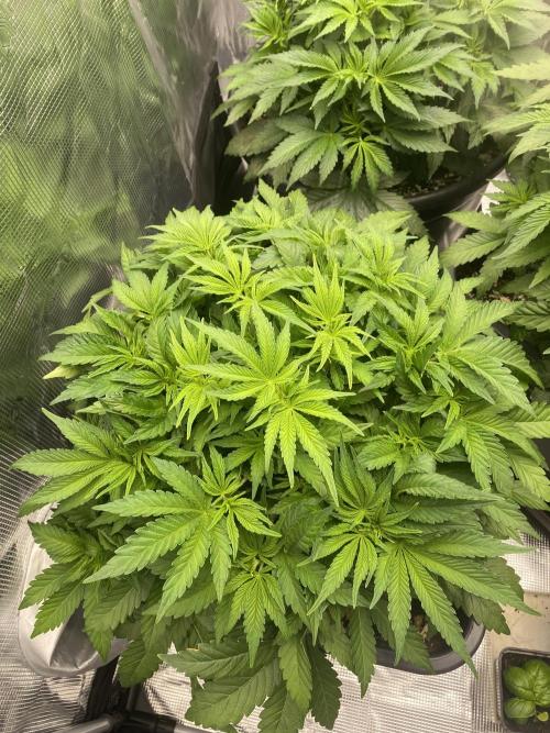 1. pokus - Legendary OG punch a spol. Week 5