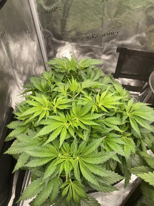 1. pokus - Legendary OG punch a spol. Week 5
