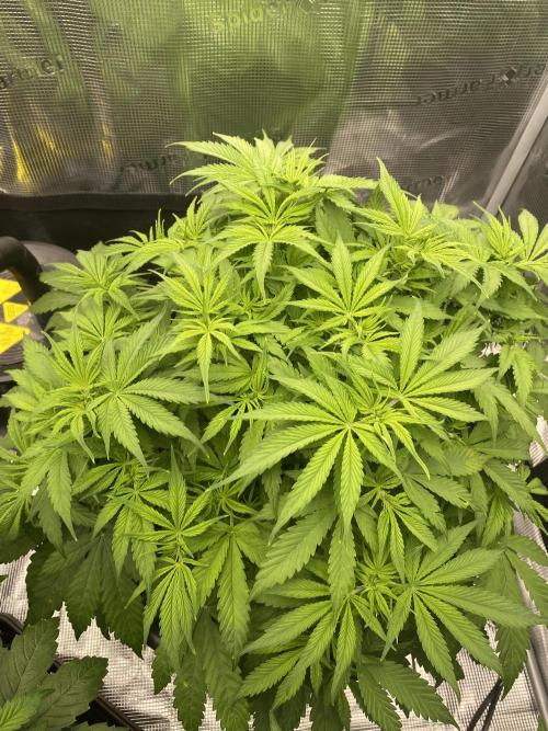1. pokus - Legendary OG punch a spol. Week 5