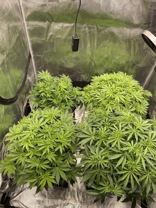 1. pokus - Legendary OG punch a spol. Week 6