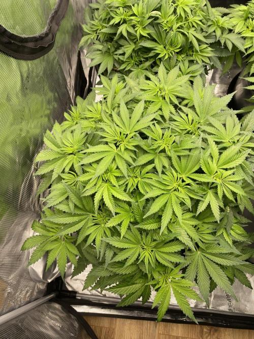 1. pokus - Legendary OG punch a spol. Week 6