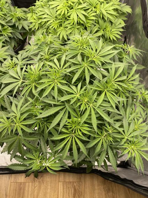 1. pokus - Legendary OG punch a spol. Week 6