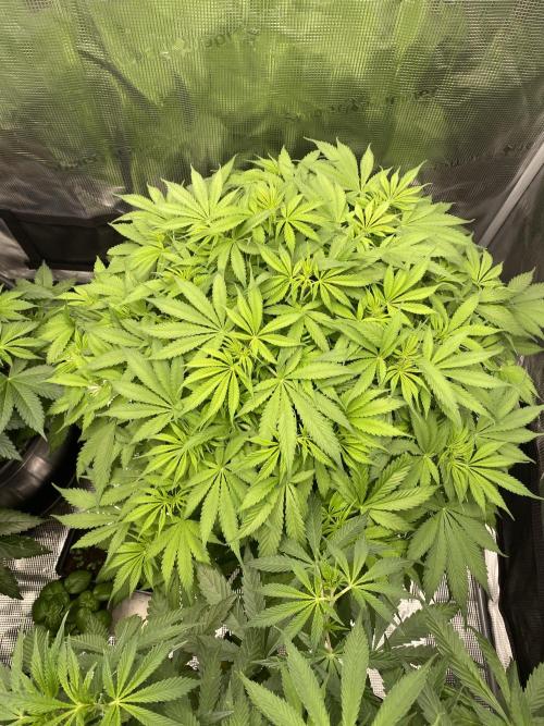 1. pokus - Legendary OG punch a spol. Week 6