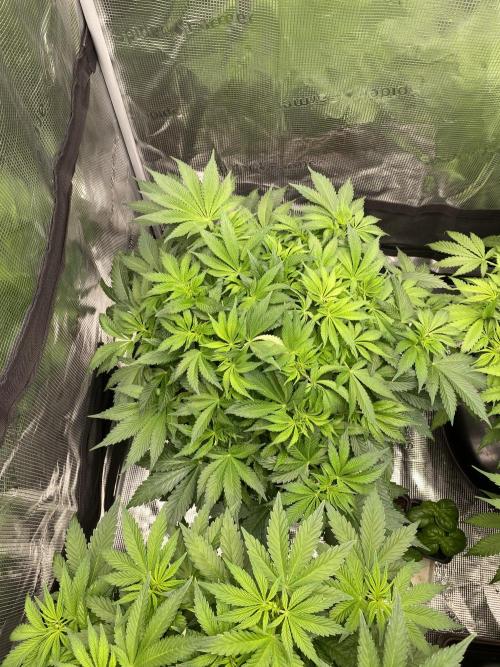 1. pokus - Legendary OG punch a spol. Week 6
