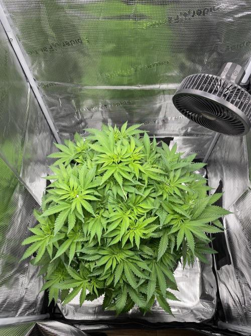 1. pokus - Legendary OG punch a spol. Week 6