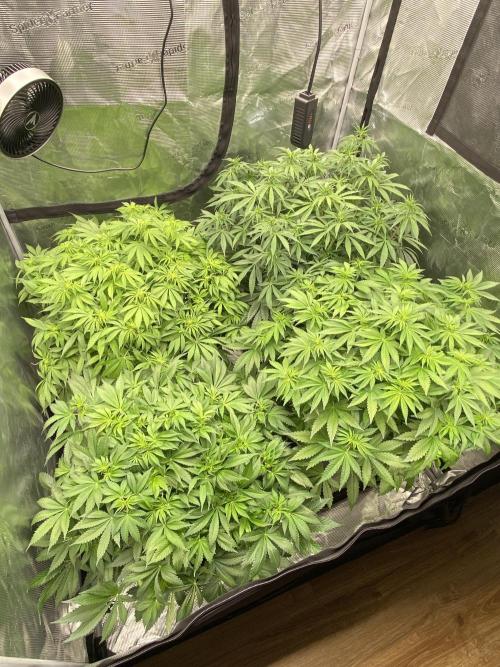 1. pokus - Legendary OG punch a spol. Week 7